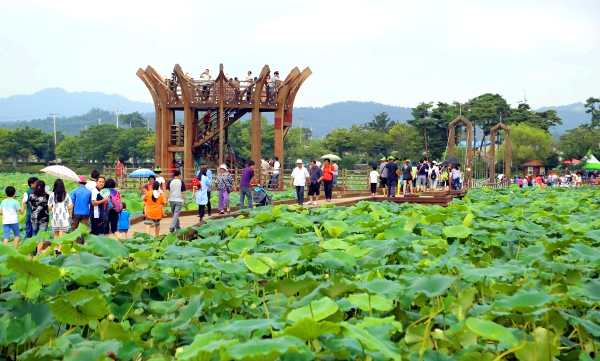 무안 연꽃축제