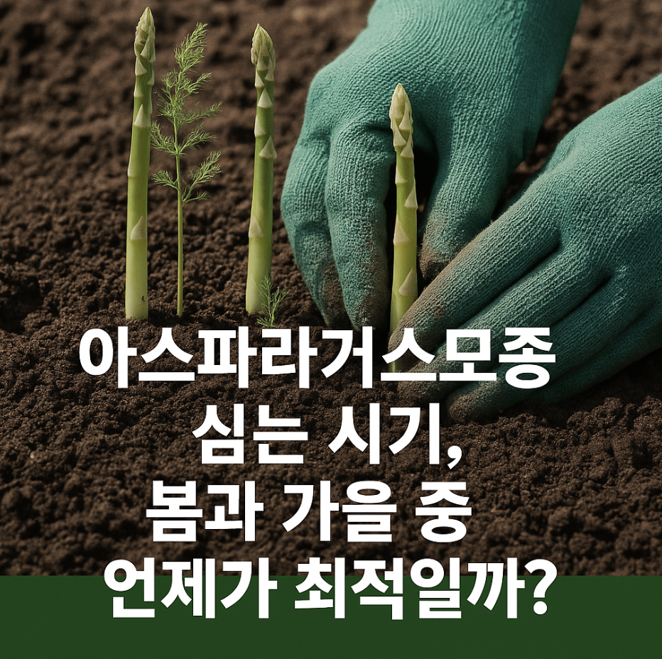 아스파라거스모종 심는 시기, 봄과 가을 중 언제가 최적일까?