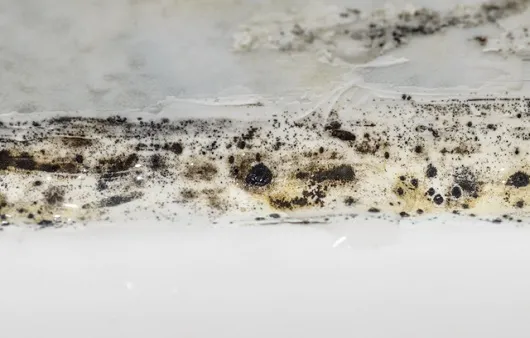 곰팡이 제거 방법 방지 페인트 냄새 없애기_8