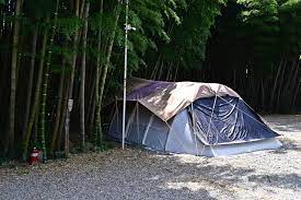 담양 대나무숲 캠핑존