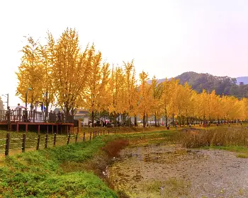 문광저수지 은행나무길_17