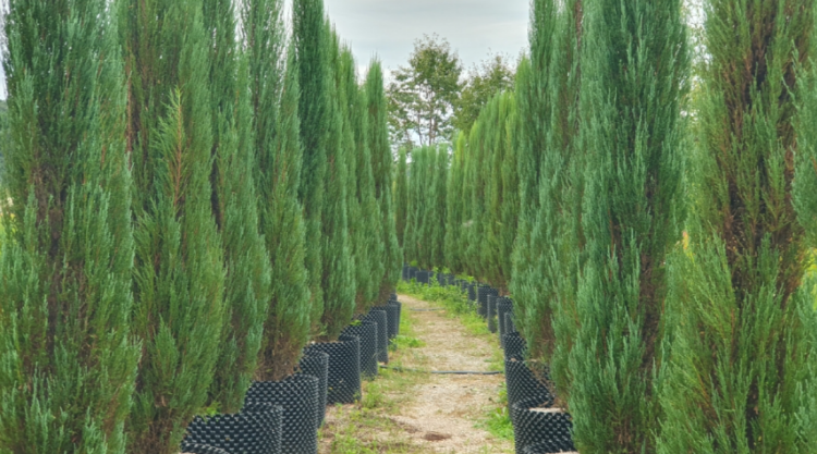 자라섬 꽃 페스타