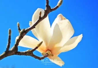 중부지방 들깨 파종시기 및 재배법 농사 팁 정리_26