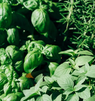 근대 효능과 부작용 나물 먹는법 고르는법 칼로리