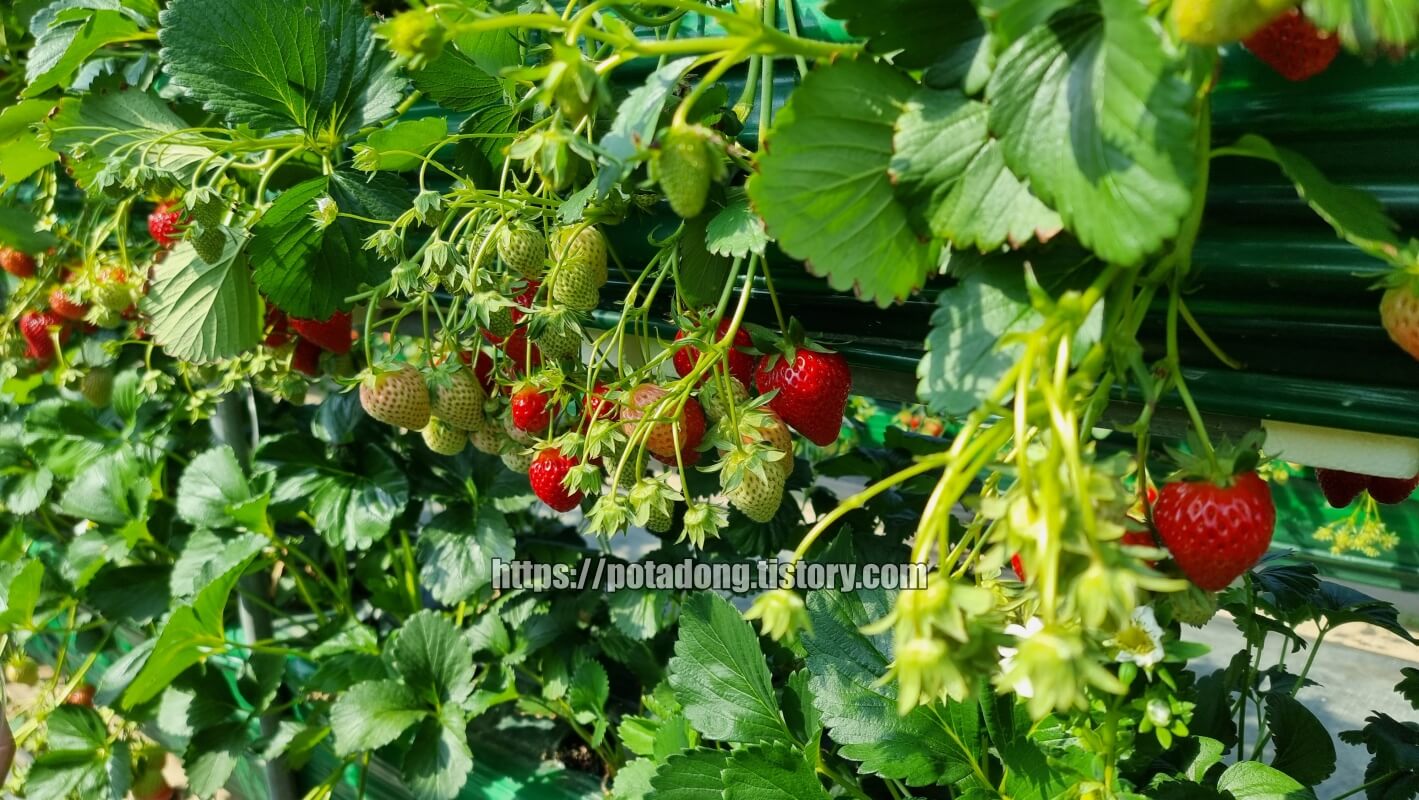 행복텃밭 딸기체험