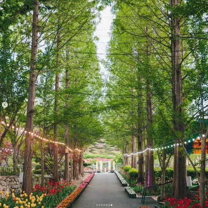 피나클랜드 불꽃축제 튤립 수선화 축제 8