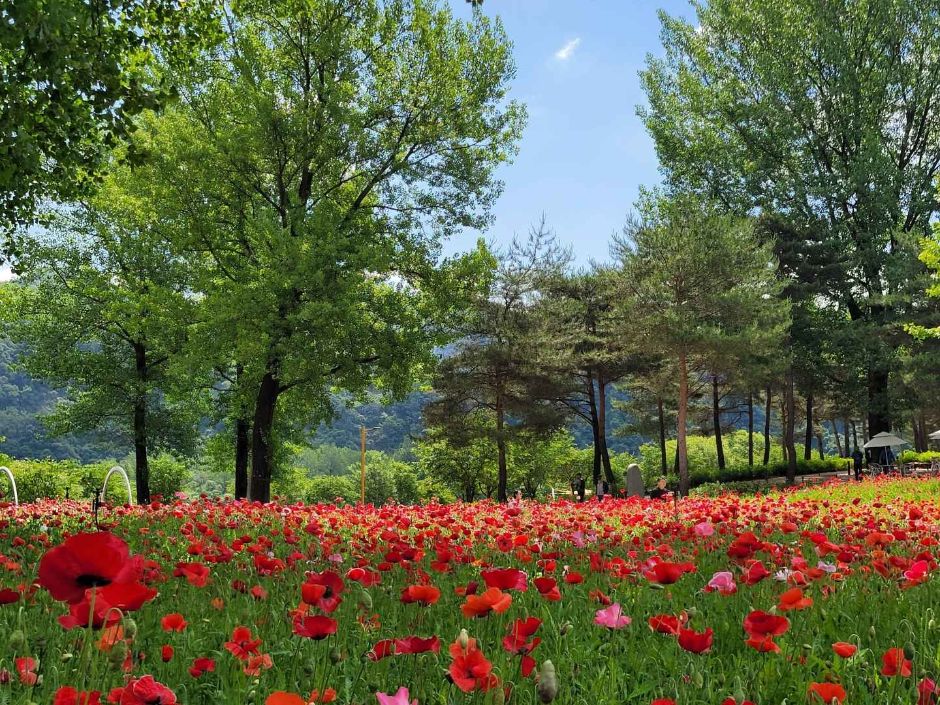 자라섬 꽃 페스타 2025