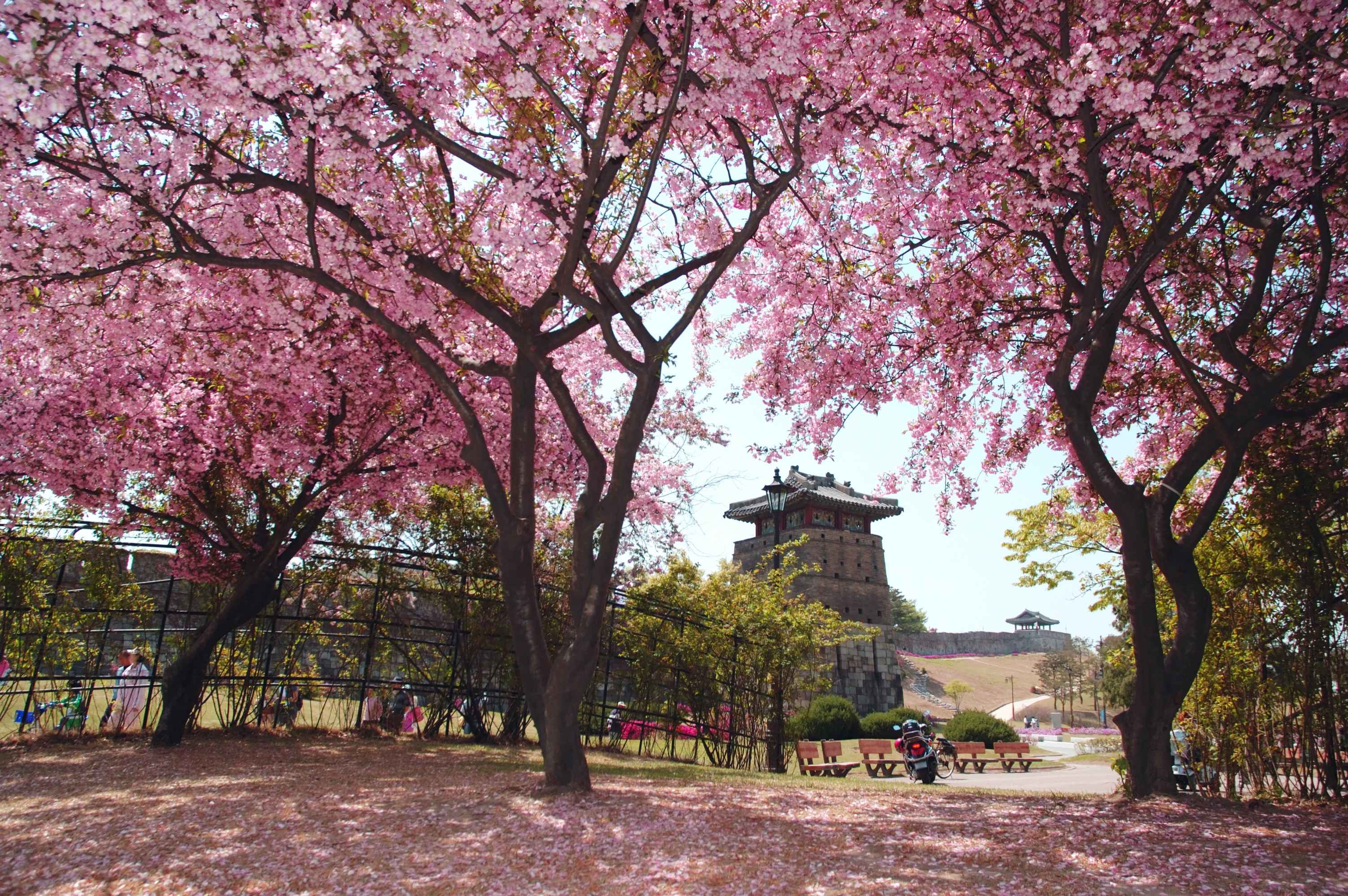 수원화성 벚꽃