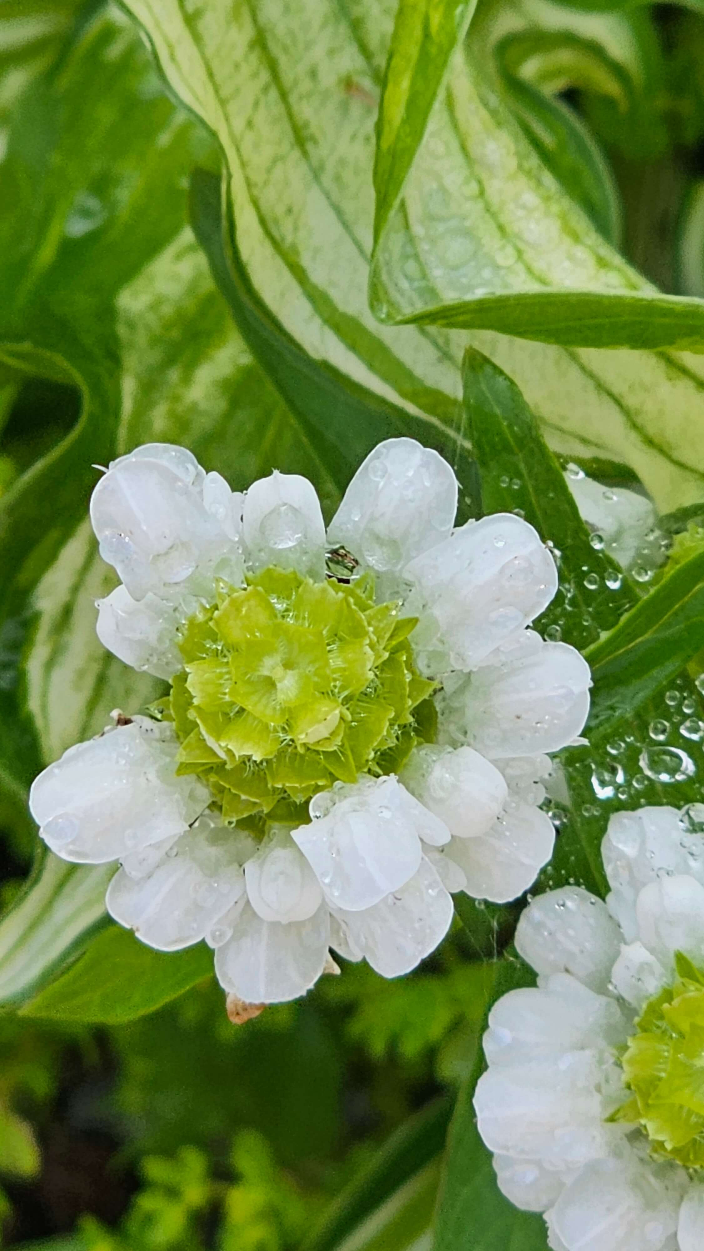꽃을 보면 기분이 좋아지는 이유