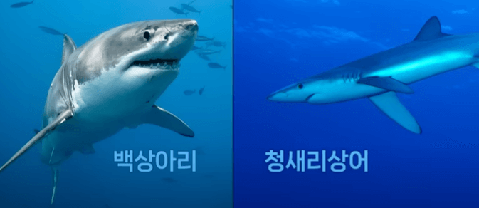 동해안에서 발견되는 상어 종류