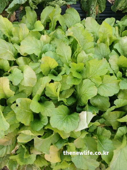 갓 효능 - 소화 효소를 돕는 푸른 갓이 자라는 밭의 실제 재배 모습