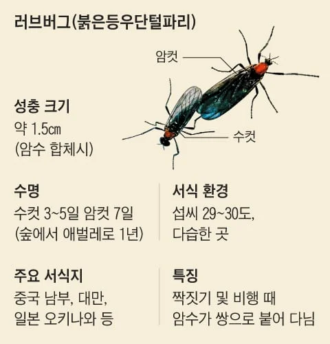 러브버그