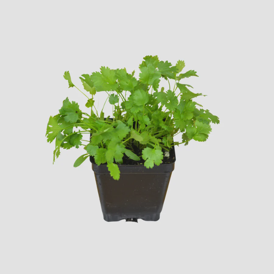 고수(Cilantro)