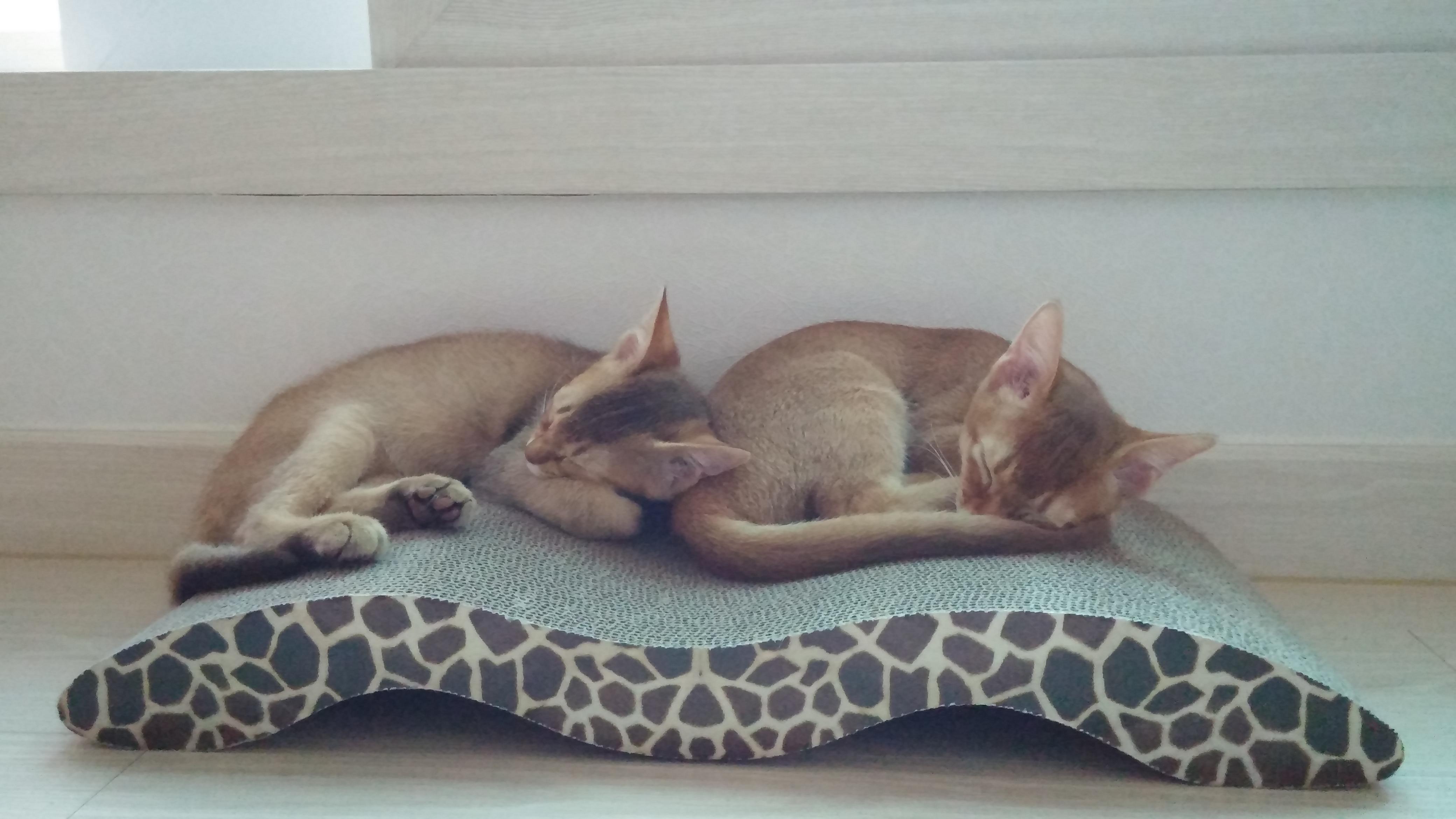 사이좋은 고양이들. 우리집 1호&amp;#44; 2호 공식 커플.