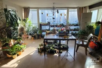 플랜테리어 거실 식물배치 물주기 습도관리 초보 인테리어 팁_7