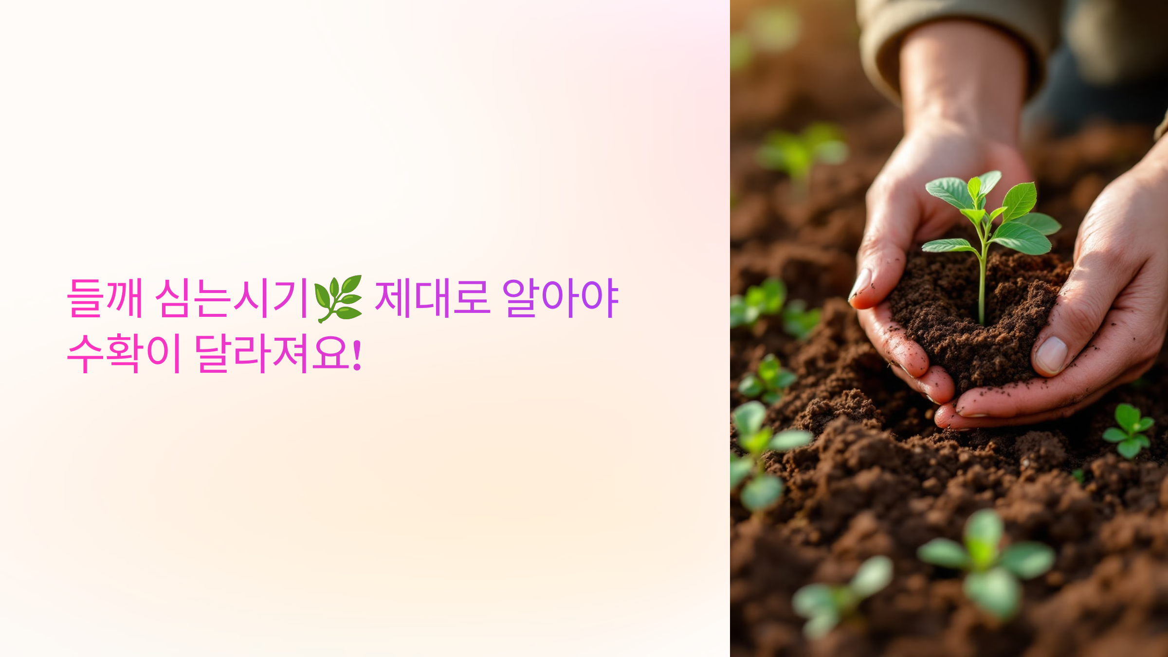 들깨 심는시기🌿 제대로 알아야 수확이 달라져요!