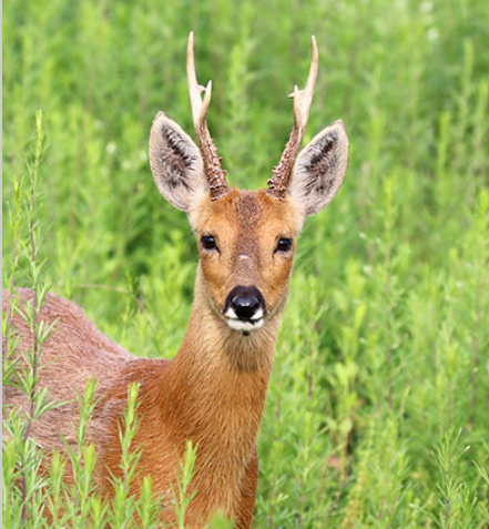 충남 서천 국립생태원: 실내 및 야외 전시, 관람코스, TV N 백패커 방문