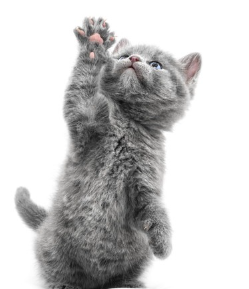 발바닥을 다치지 않은 고양이.