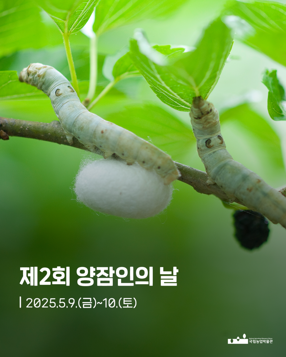 양잠인의 날 기념! 피부에 좋은 천연 실크이불, 왜 특별할까요?