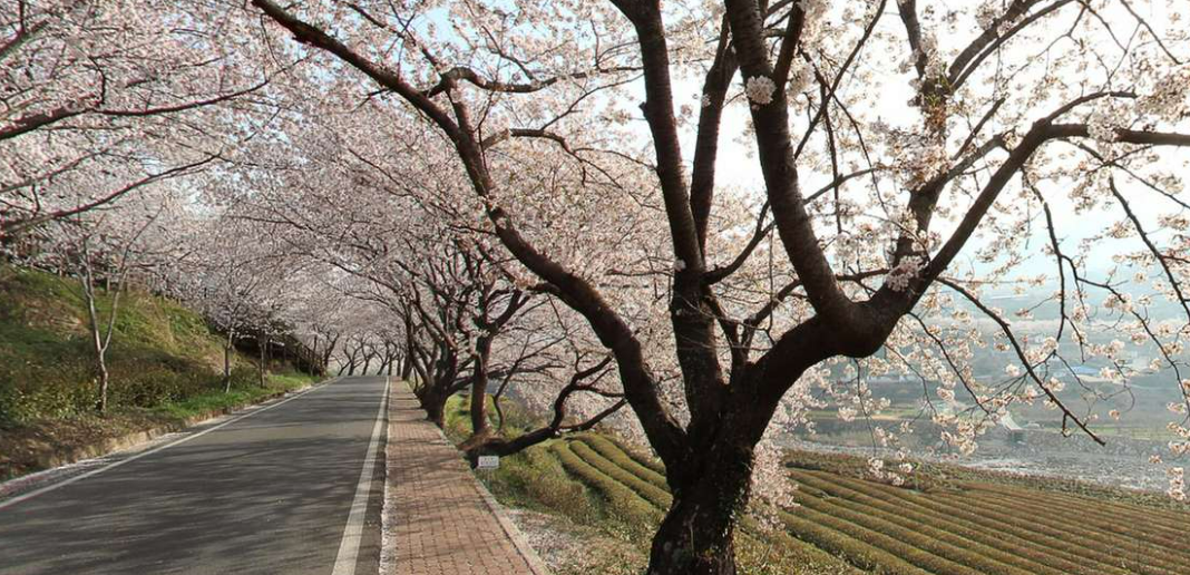 2025년 벚꽃축제 취소 및 축소운영 지역