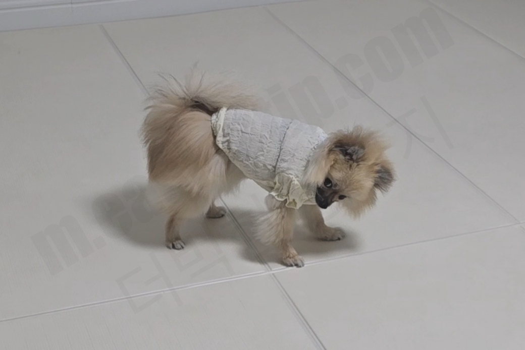 옷을 처음으로 입은 강아지