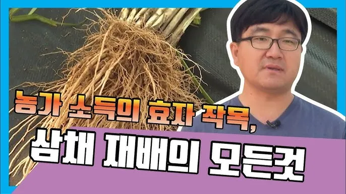 삼채 재배 모종 활착 통풍 확보 잎 수확 반복_3