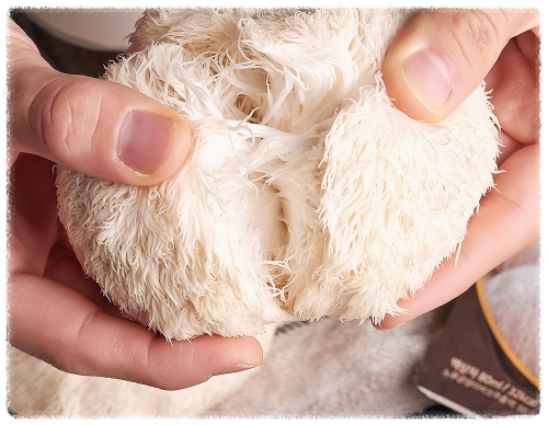 노루궁뎅이버섯의-효능