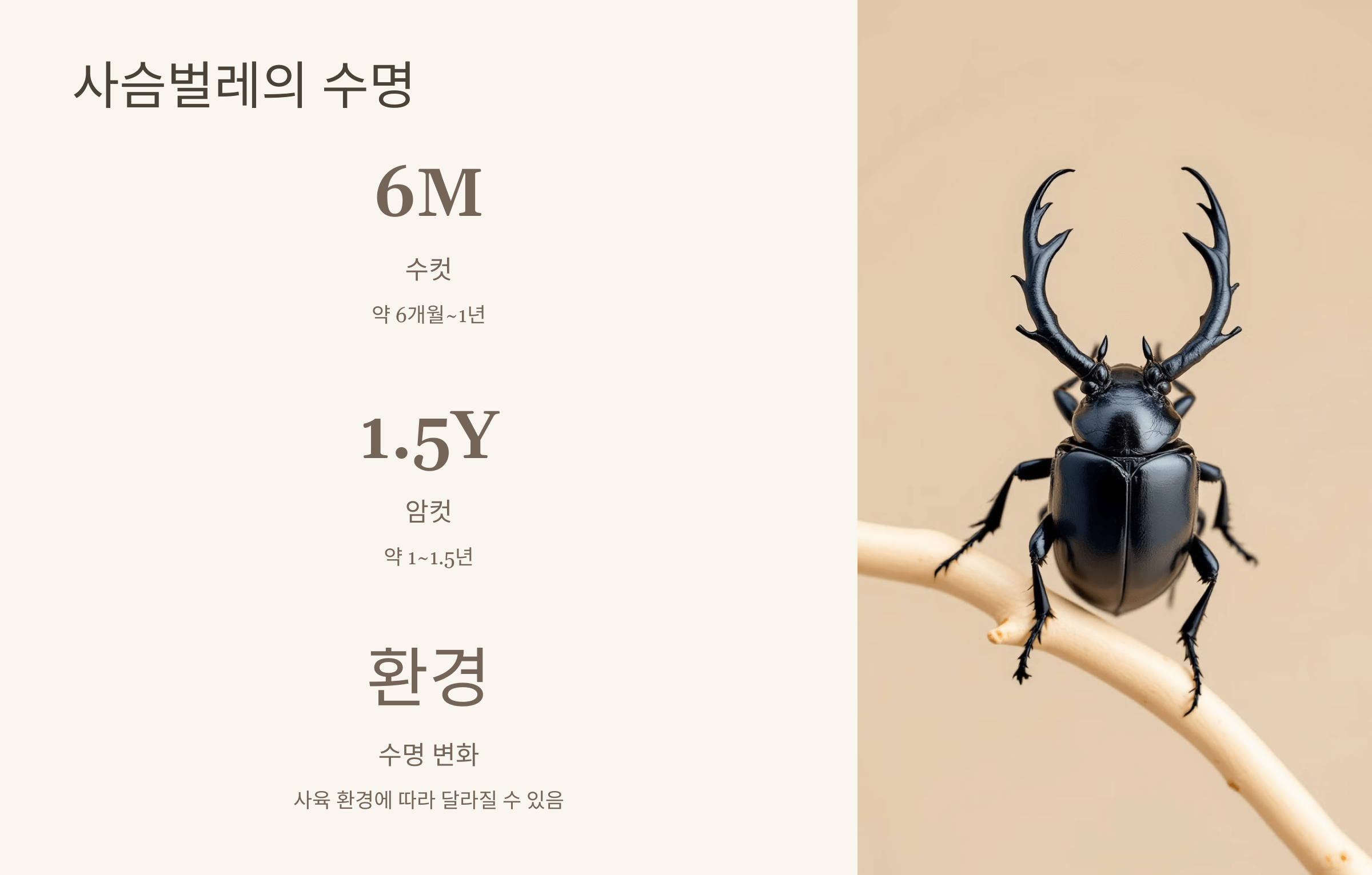 사슴벌레 사진입니다.