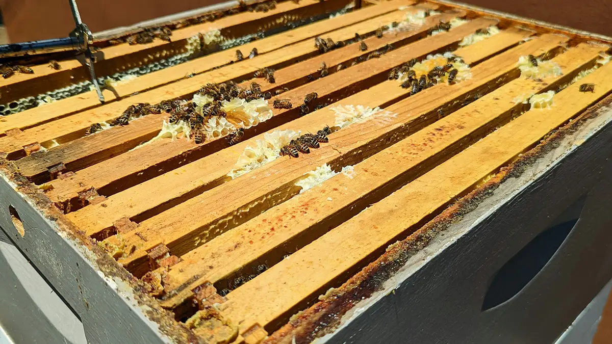 시민과 함께 성장한 서울 도시 양봉