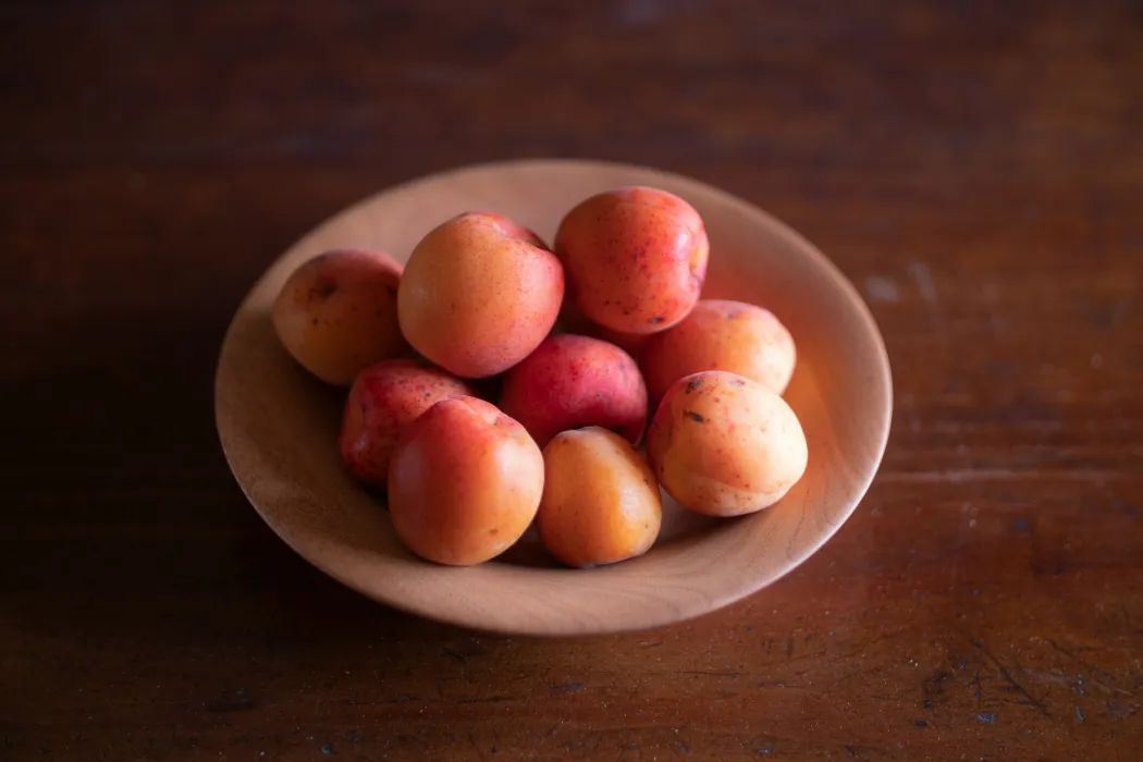 살구-효능과-부작용-관련-살구-사진