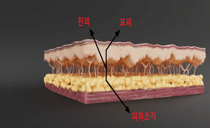 피부의-구성조직