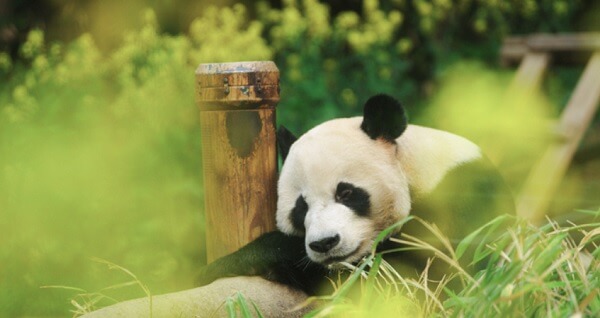 안녕할부지예매