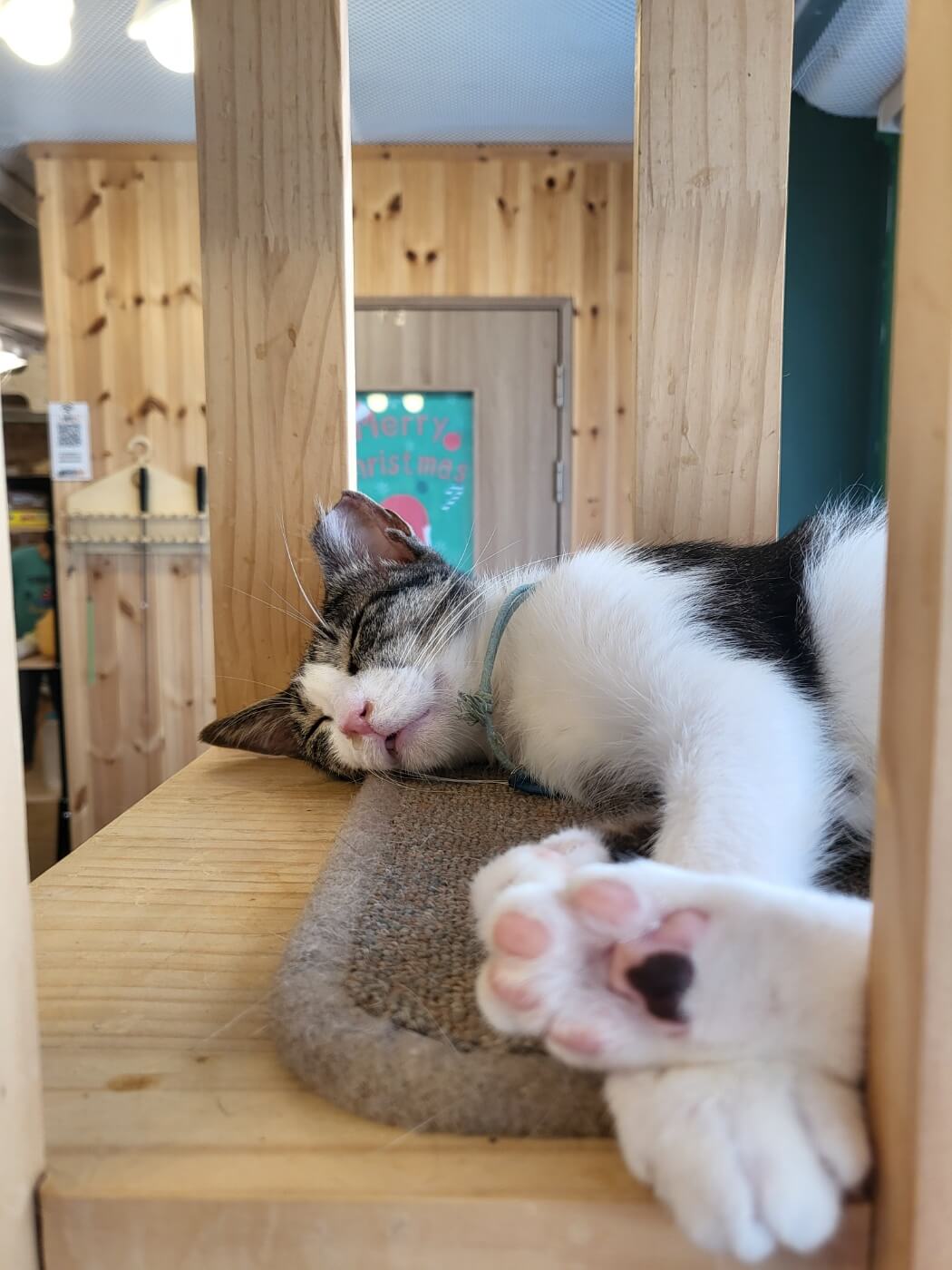 고양이1