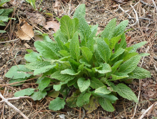 곰보배추 - 천연소화제효과