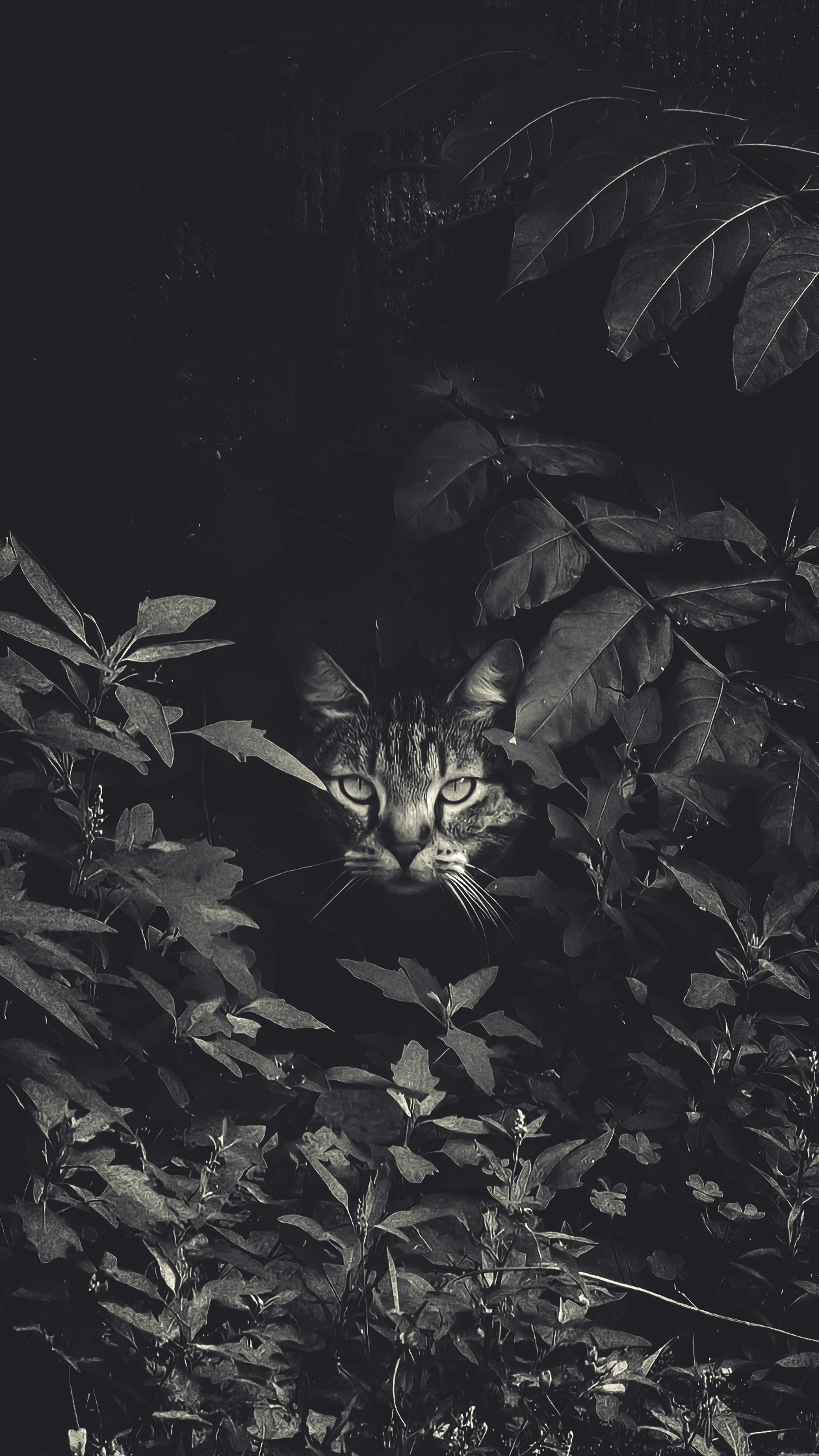 어둠속에서 몰레 지켜보고있는 짐슴