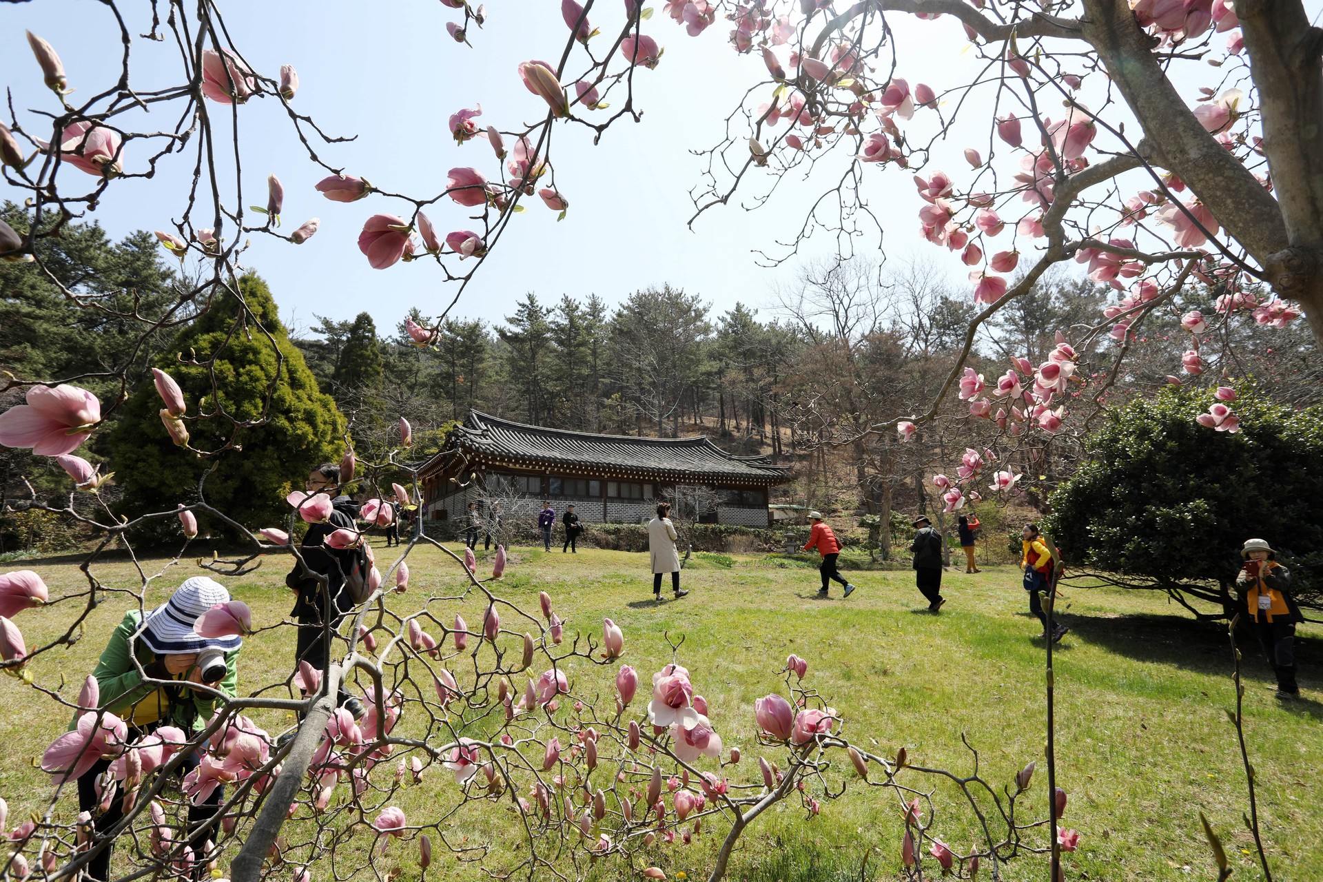 천리포수목원에 피어오른 목련
