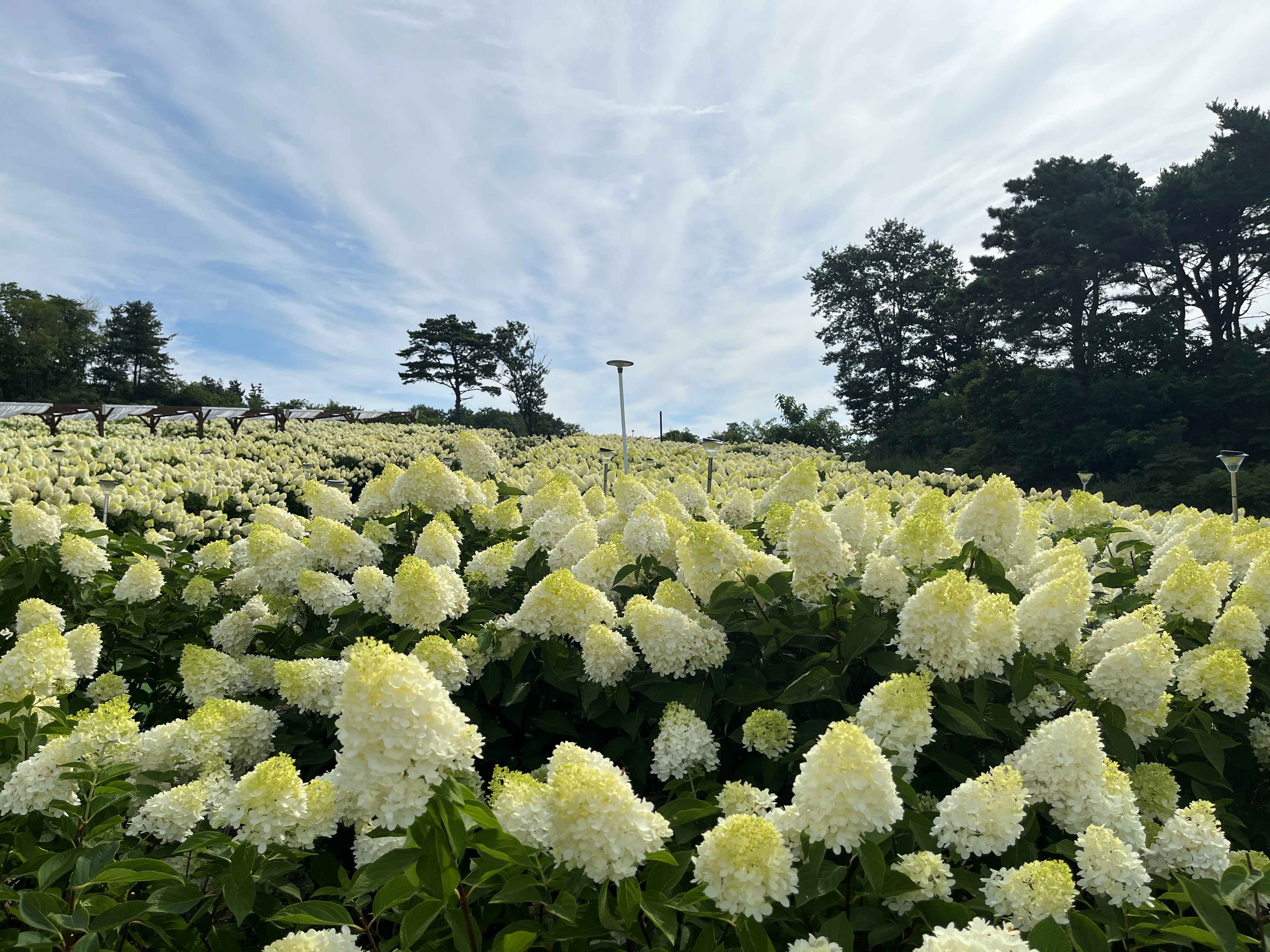 속초 영랑호 수국축제 속초수목농원