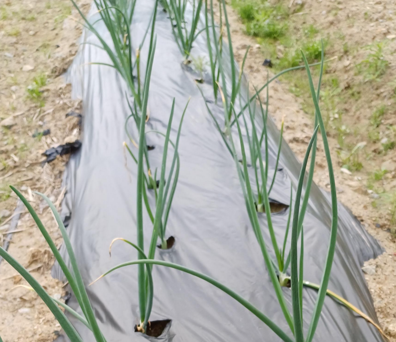 대파 병해충 방제법 &ndash; 녹병&middot;노균병&middot;파총채벌레 예방과 친환경 관리법