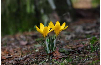 2025년 개화 시기 전망: 봄꽃의 향연을 미리 준비하세요