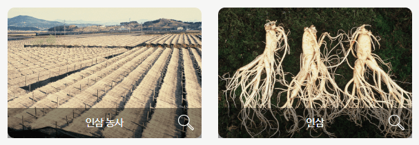 금산삼계탕축제 홈페이지 금산인삼축제 관련 이미지 입니다.
