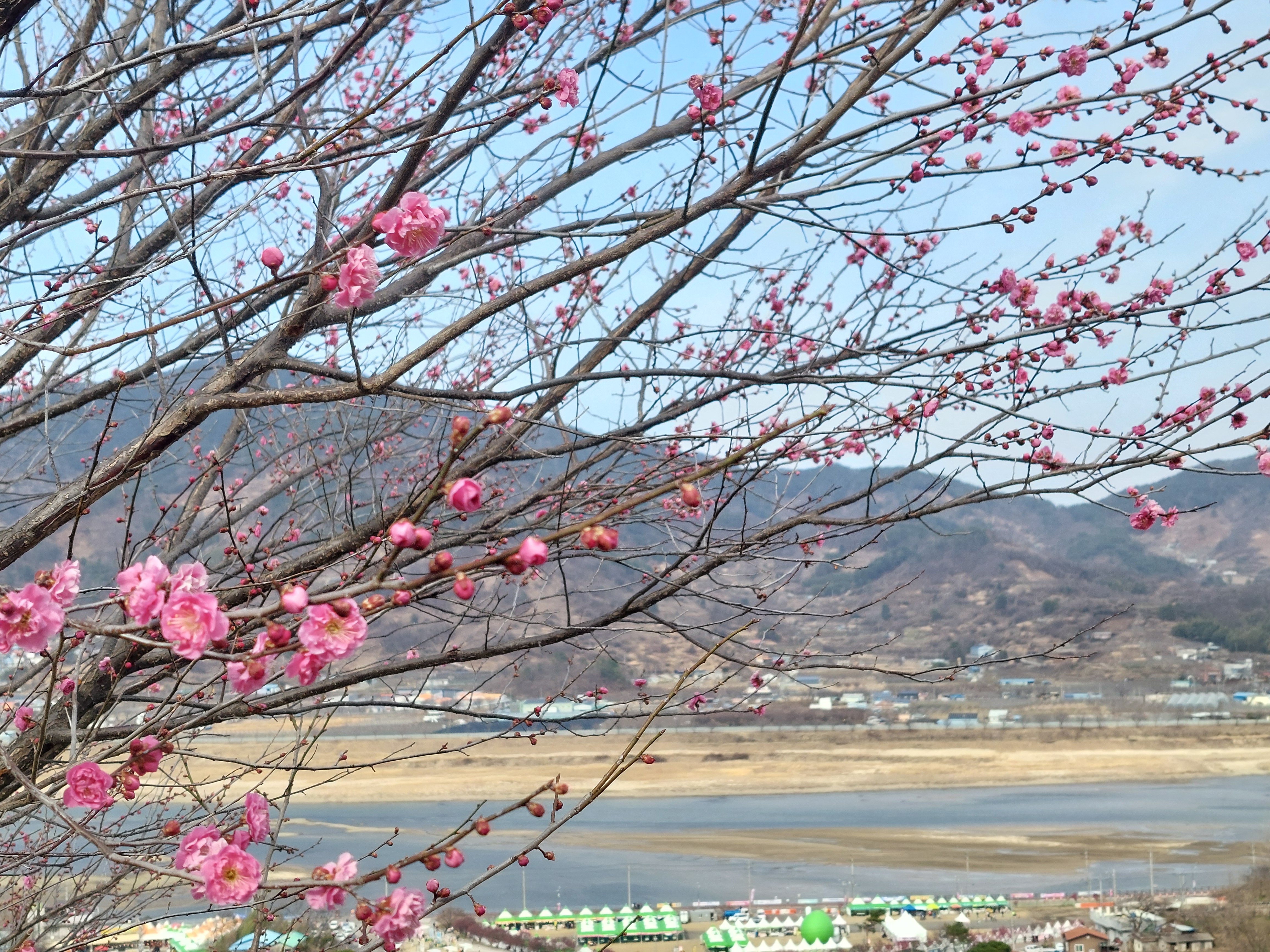 쫓비산