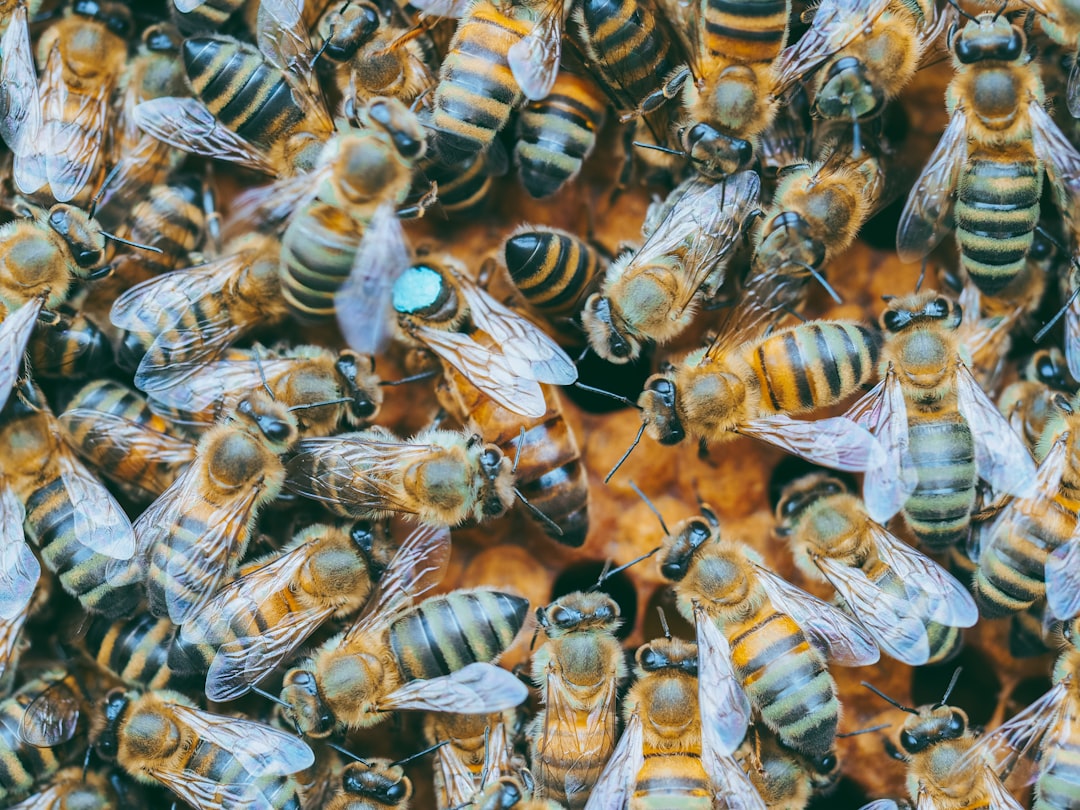 Bee sting.