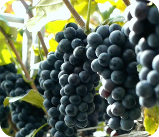 간에-좋은-음식