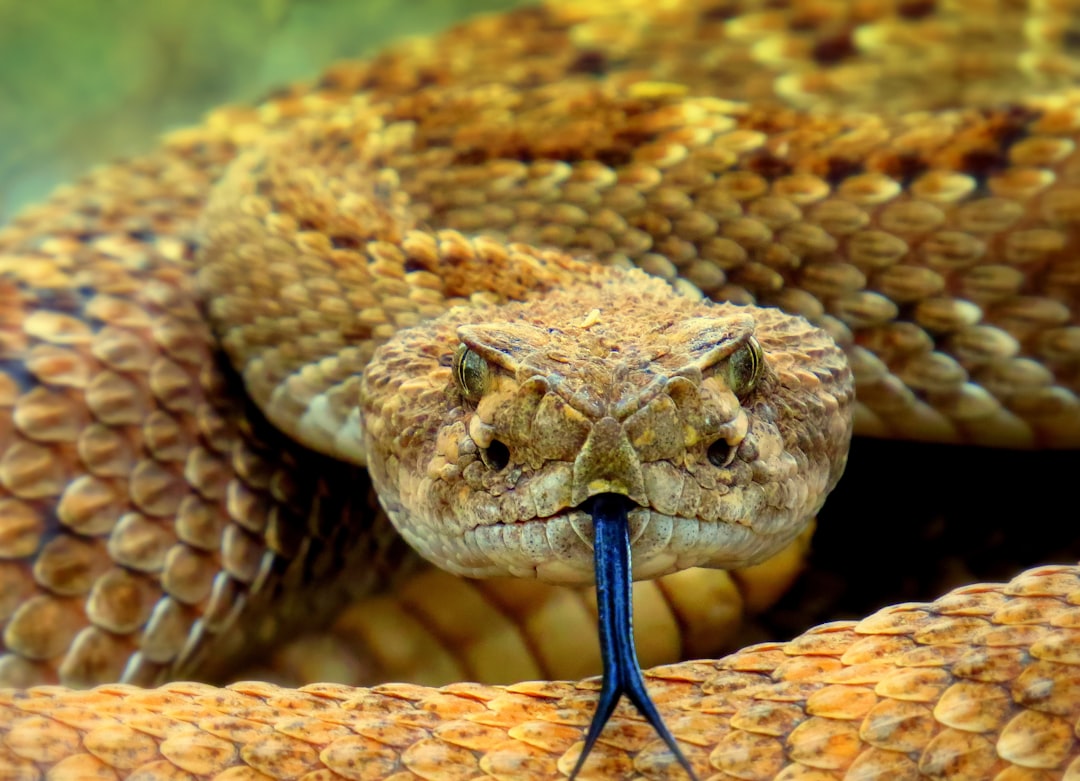Serpent