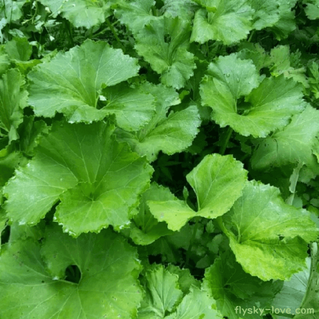 식감 좋은 머위대 나물