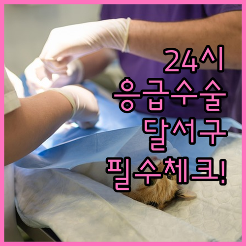 달서구 24시간 수의학 센터 정밀 검..
