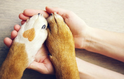 개의 손을 잡고 있다.