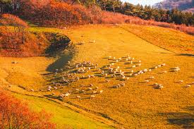 평창 가을 단풍 여행 명소