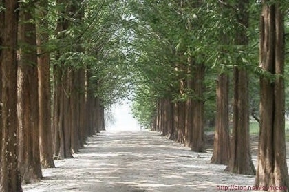 추석연휴 국내여행 추천 가평 남이섬 가을 메타세쿼이아 길과 낙엽 풍경