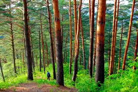 2024 울진금강송 가요제 기본일정과 초대가수 소개